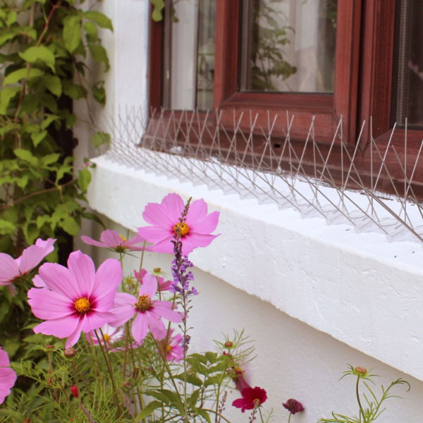 Defender® Wide Stainless Steel Birds installed to prevent pigeons landing on a windowsill