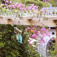 Defender® Wide Plastic Pigeon Spikes installed on a pergola to stop birds and pigeons landing on it