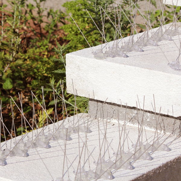 Two rows of Defender® Extra Wide Pigeon Plex Spike may be needed for wider ledges