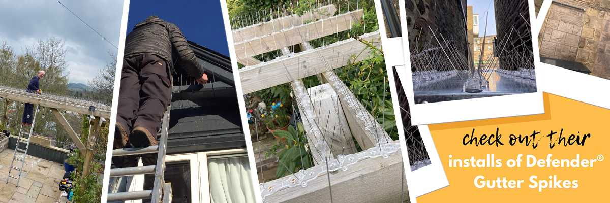 Tweed Pest Control | Defender BIrd Spikes Installer of the Month Winners