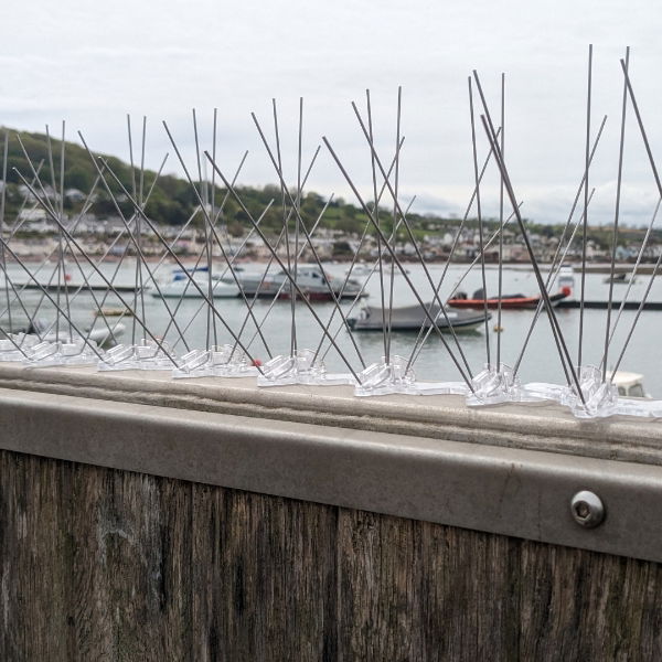 Defender® Extreme Gull Spike - Installed on a ledge to stop seagulls landing