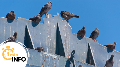 What Are Bird Deterrent Spikes?