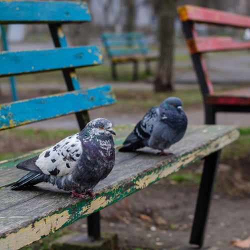 What Causes a Bird Problem?