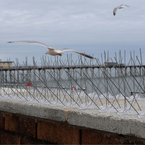 Defender Extreme Seagull Spikes - Protection for ledges up to 300 mm 