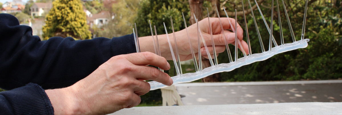 Wide Plastic Defender Bird Spikes being installed on a wall