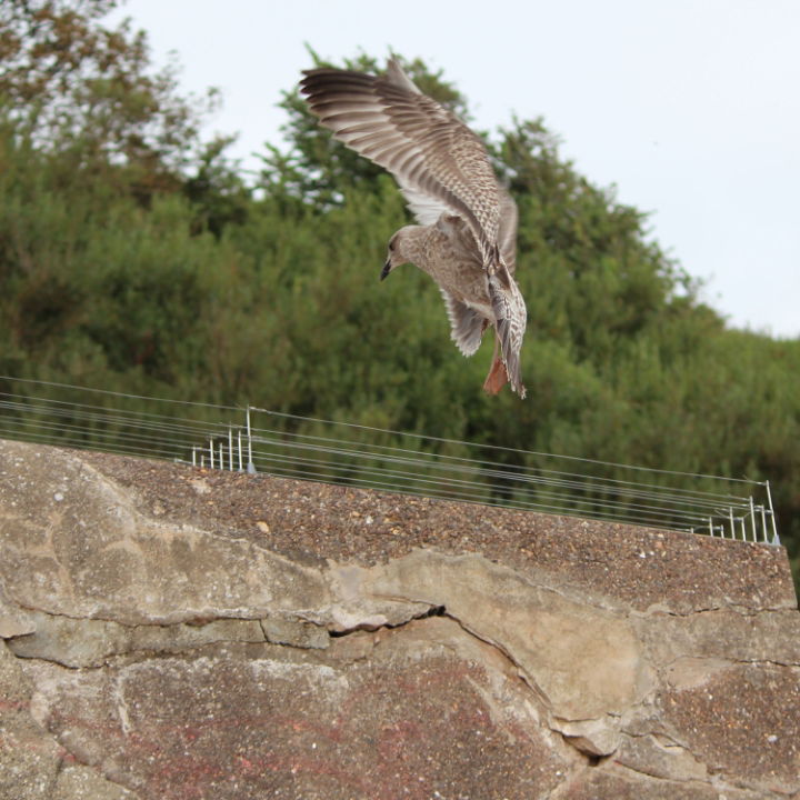 Defender® Bird Post and Wire Holders working to stop seagull land on stone parapet wall