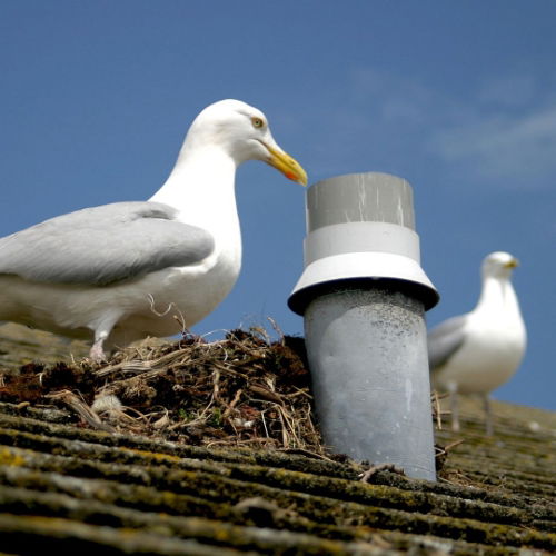 Seagull nest removal and deterrents - Learn how to discourage nesting seagulls.