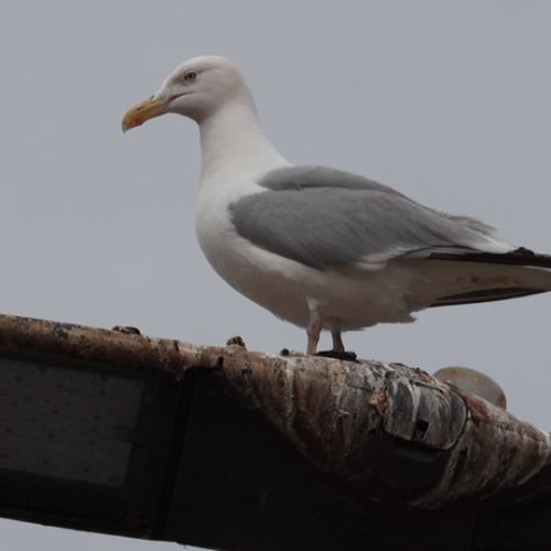 Seagull landing on lampost and pooping on cars below