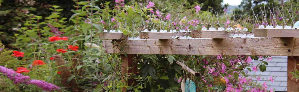 Buy UK Made Bird Spikes