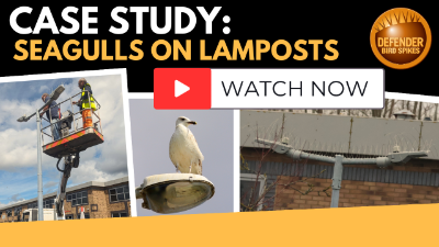 Case Study| FirstFlexiLease | Seagull and Lamp Spike Install