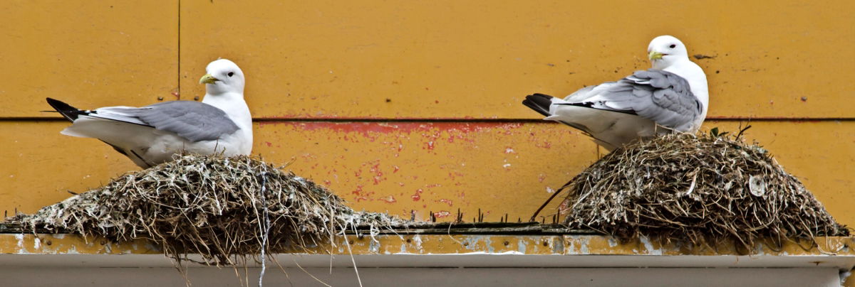 Seagulls nesting on a roof top