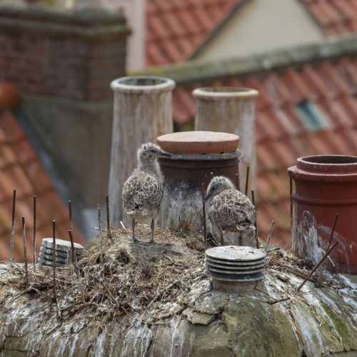 Nesting debris caused by baby pigeons and seagulls on a roof top