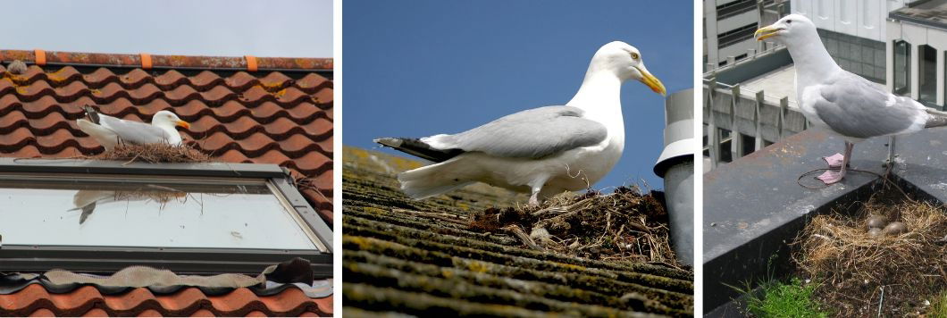 Seagull roof nests: Noise, mess, and property damage for homeowners.